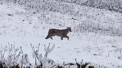 Nesli tükenme tehlikesinde... Trabzon’da görüldü