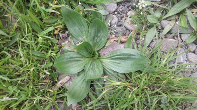 İşte kistleri yok eden bitkiler (14 Ocak 2024)