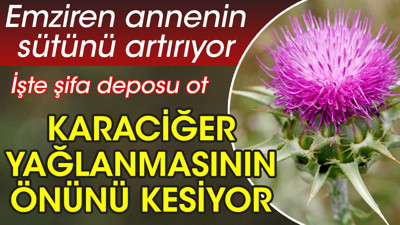 Emziren annenin sütünü artırıyor. Karaciğer yağlanmasının önünü kesiyor. İşte şifa deposu ot