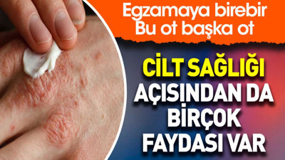 Cilt sağlığı açısından da birçok faydası var. Egzamaya birebir. Bu ot başka ot
