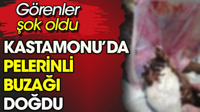 Kastamonu'da pelerinli buzağı doğdu. Görenler şok oldu
