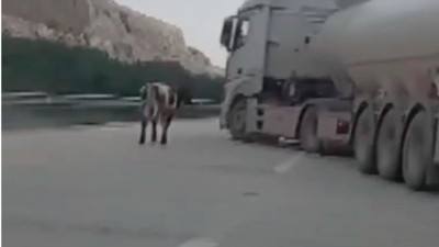 Erzin'de otoyolda kaçan buzağıyı yakalamaya çalışan sürücülerin komik mücadelesi!