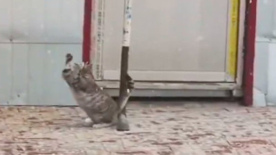 Günün pozitif videosu: Kar tanelerini havada yakalamaya çalışan kedi