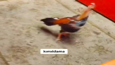 Sultanbeyli'de horoz dövüştüren ve kumar oynatan 19 şahıs suçüstü yakalandı