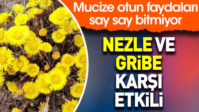 Nezle ve gribe karşı etkili. Mucize otun faydaları say say bitmiyor
