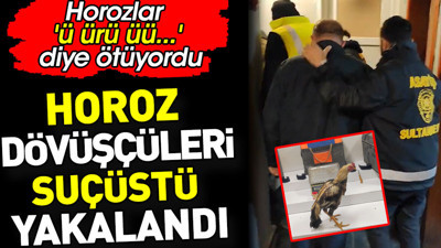 Horoz dövüşçüleri suçüstü yakalandı. Horozlar 'ü ürü üü...' diye ötüyordu