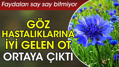Göz hastalıklarına iyi gelen ot ortaya çıktı. Faydaları say say bitmiyor