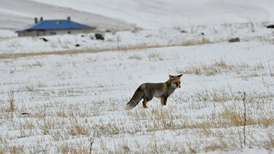 Aç kalan tilki Sarıkamış’ta yerleşim yerine indi