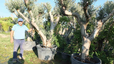 Saksılara ekip ekip satıyorlar, oluk oluk para kazanıyorlar. Dikildiği yıl meyve veriyor