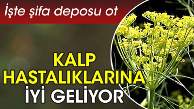 Kalp hastalıklarına iyi geliyor. İşte şifa deposu ot