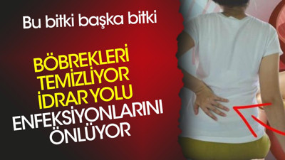 Böbrekleri temizliyor. İdrar yolu enfeksiyonlarını önlüyor. Bu bitki başka bitki