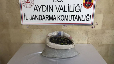Suç makinaları zeytin bahçesine dadandı
