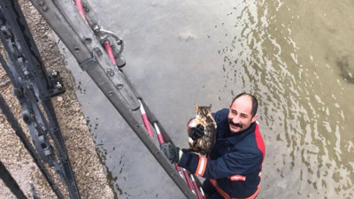 Boğulmak üzere olan yavru kediyi itfaiye kurtardı