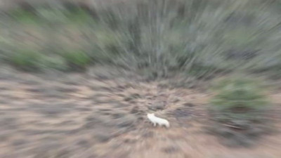 Türkiye'de ilk kez bir "albino çakal" görüntülendi