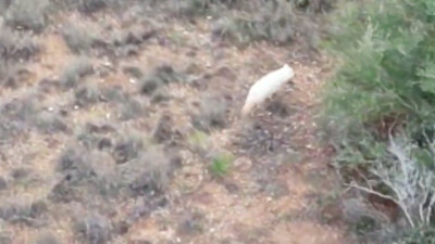 Türkiye'de ilk kez görülen albino çakalın görüntüleri gündem oldu