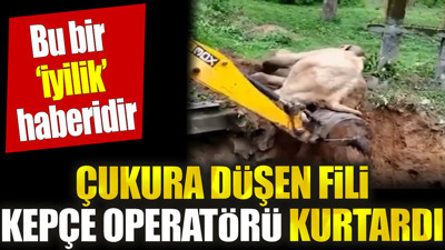 Çukura düşen fili kepçe operatörü kurtardı. Bu bir iyilik haberidir