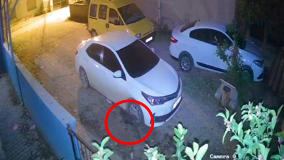 Şehir merkezine inen domuz yavrusu kameraya yakalandı