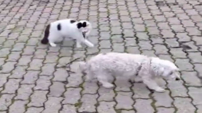 Tasmasını koparıp kaçan köpeği eve götüren kahraman kedi Yumoş