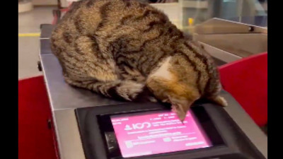 İstanbul ve olmazsa olmaz harika kedileri...