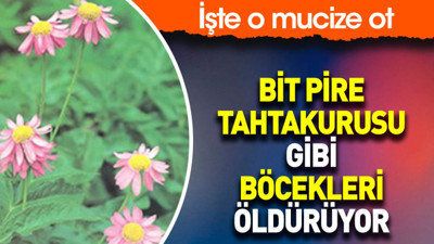 Bit pire tahtakurusu gibi böcekleri öldürüyor. İşte o mucize ot