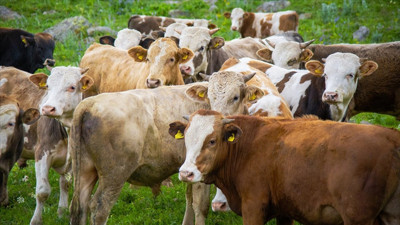 TARSİM 2023'te sigortaladığı hayvan sayısını açıkladı