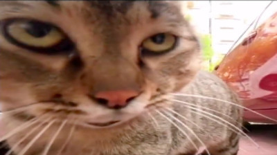Yakından şahit olun: İki kedinin kafa tutması izleyenleri güldürdü