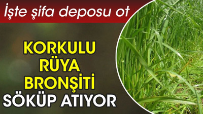 Korkulu rüya bronşiti söküp atıyor. İşte şifa deposu ot