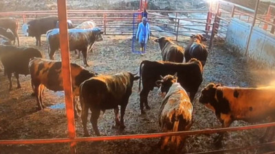 Dana seçen besiciye boğa saldırdı