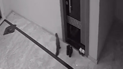 Karşıyaka'da bir sansarın apartmana girip zile basıp kaçması görenleri şok etti