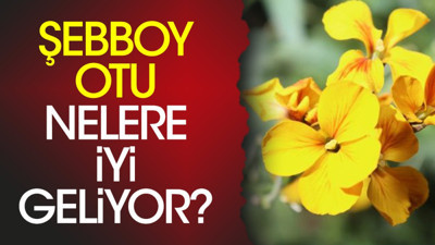 Şebboy otu nelere iyi geliyor?