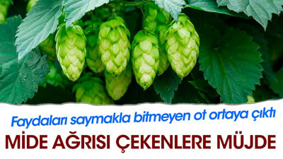 Mide ağrısı çekenlere müjde. Faydaları saymakla bitmeyen ot ortaya çıktı