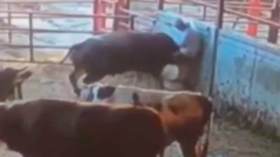 Kırşehir'de boğa saldırısı: Sahibine saldıran boğa adamın kemikleri kırdı