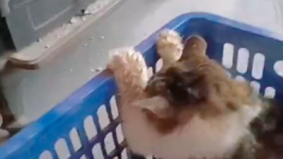 Soğuktan donmak üzere olan kedi, iyi kalpli vatandaş tarafından kurtarıldı: Kedinin ısınma çabası da duygulandırdı