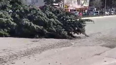 Kahramanmaraş’ta şiddetli fırtına ve rüzgar ağaçları yere serdi