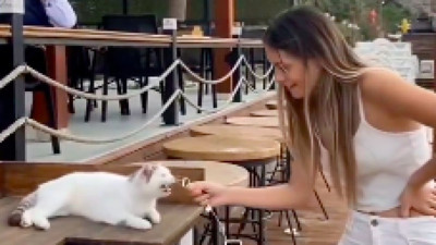 Yabancıların Türk kedilerine olan hayranlığı gün geçtikçe artıyor.