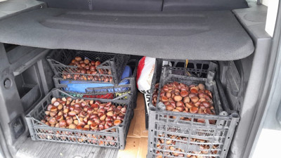 Iğdır’da onlarca kilo Çin kestanesi ele geçirildi