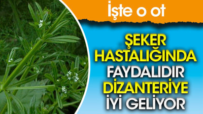Şeker hastalığında faydalıdır. Dizanteriye iyi geliyor. İşte o ot