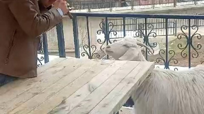 Keçiye mey konseri verdi keçi de yarım saat hiç ayrılmadan dinledi. Sosyal medyada binlerce kez izlendi