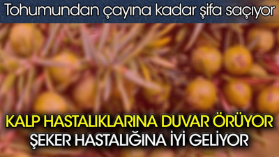 Kalp hastalıklarına duvar örüyor. Şeker hastalığına iyi geliyor. Tohumundan çayına kadar şifa saçıyor