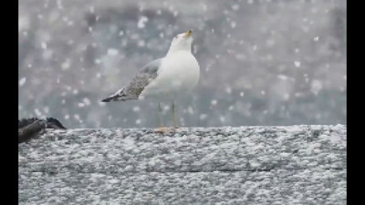 Ülkenin martısı bile dertli dertli kar yağışını izledi
