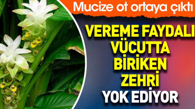 Vereme faydalı. Vücutta biriken zehri yok ediyor. İşte şifa saçan ot