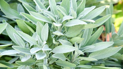 Mucize otla banyo yapan dipçik gibi oluyor