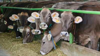 Türkiye’nin 2023'te sığır ithalatı 1,2 milyar doları buldu