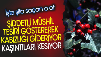 Şiddetli müshil tesiri göstererek kabızlığı gideriyor. Kaşıntıları kesiyor. İşte şifa saçan o ot