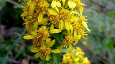 Uykusuzluğu giderir. Kalbi kuvvetlendirir. Yüksek tansiyonu düşürür. İşte o ot