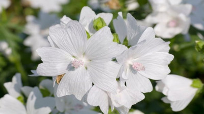Dizanteri ve ishali keser. Hazım bozukluklarını giderir. İşte şifa deposu ot