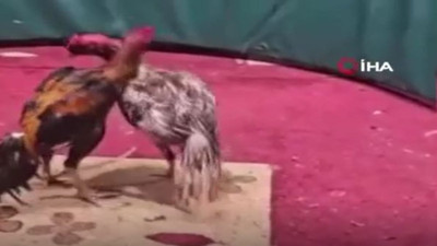 Horoz dövüşü operasyonu