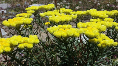 Altın otu hangi hastalıklara iyi gelir