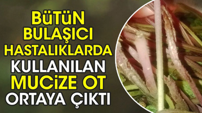 Bütün bulaşıcı hastalıklarda kullanılan mucize ot ortaya çıktı