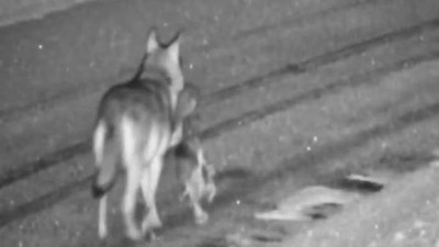 Aç kurtlar mahallenin köpeğini öldürdü